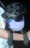 Salsichinha