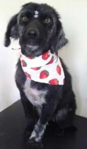 Cachorro raça SRD idade  nome Vitória