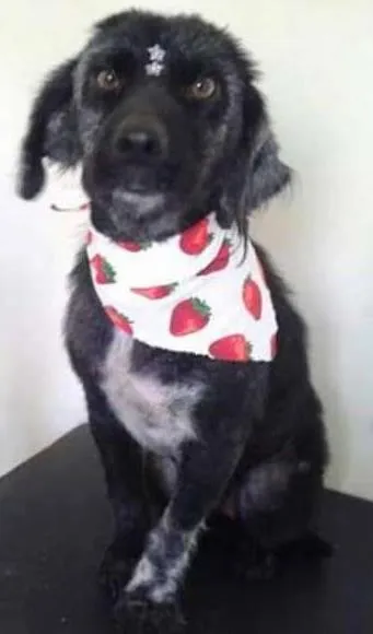 Cachorro ra a SRD idade  nome Vitória