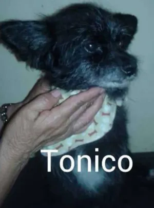 Cachorro raça SRD idade  nome Tonico
