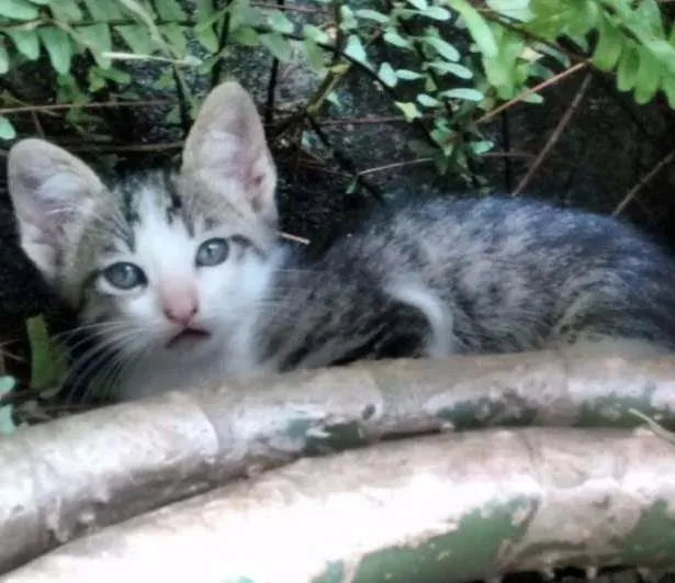 Gato ra a SRD idade 2 a 6 meses nome Duda