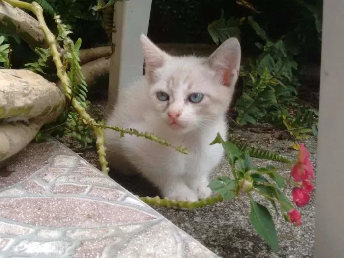 Gato ra a siames misto idade 2 a 6 meses nome Mimi