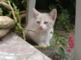 Mimi