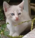 Mimi