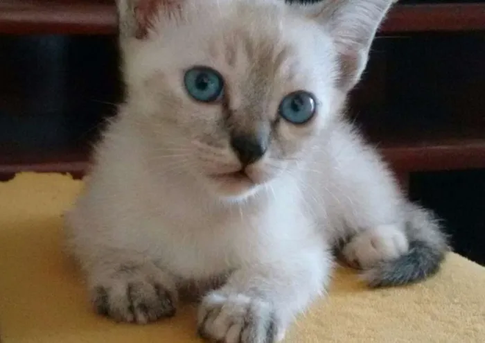 Gato ra a siames misto idade 2 a 6 meses nome Jolie