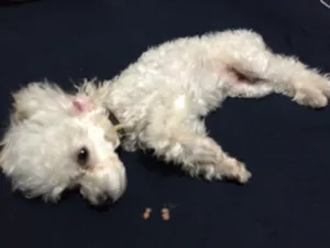 Cachorro raça poodle toy idade 2 a 6 meses nome Lili