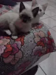 lili e jude