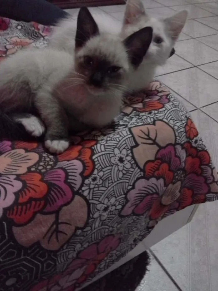 Gato ra a SRD idade 2 a 6 meses nome lili e jude