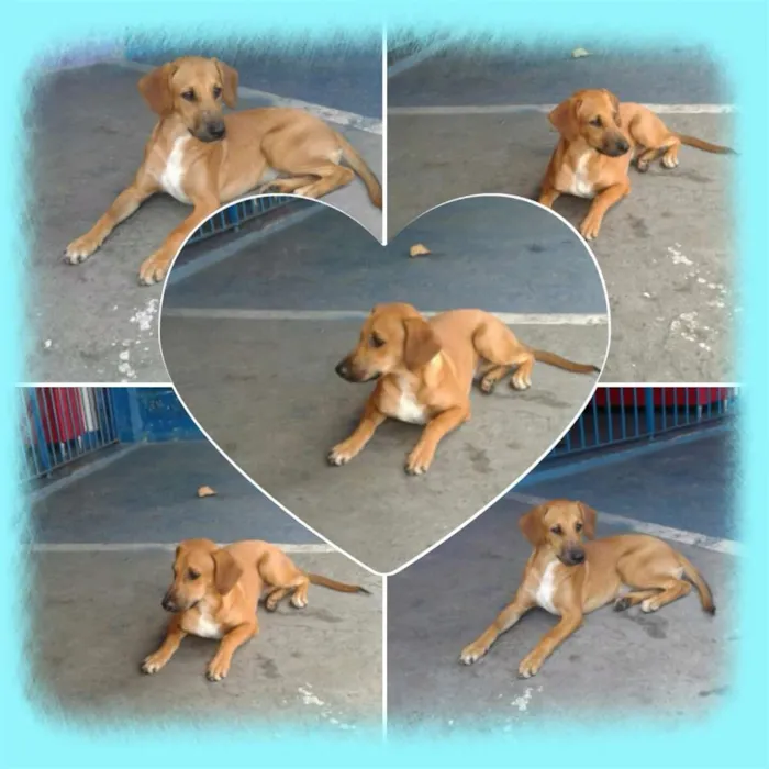 Cachorro ra a SRD idade 2 a 6 meses nome Bob