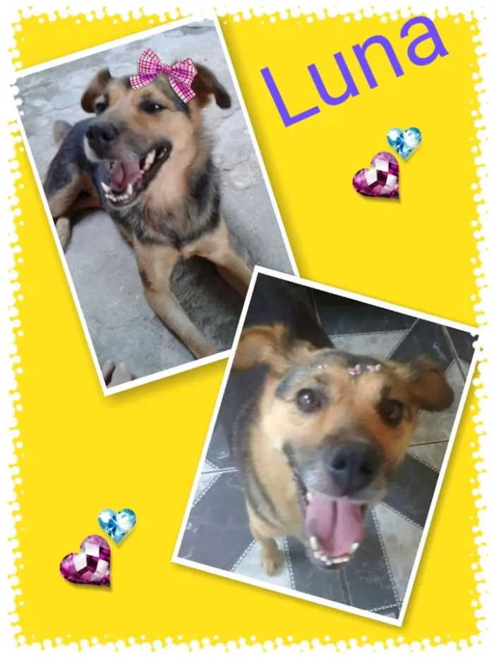 Cachorro ra a SRD idade 1 ano nome Luna