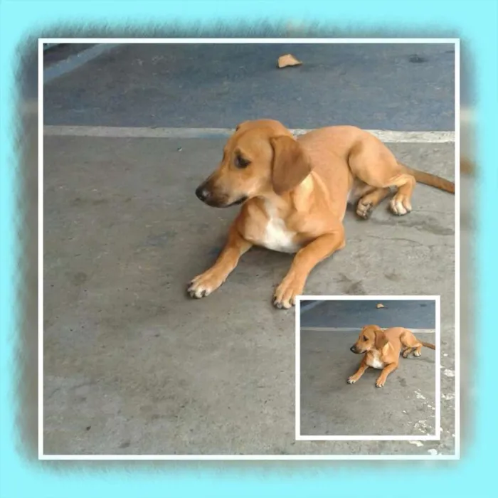 Cachorro ra a SRD idade 2 a 6 meses nome Bob