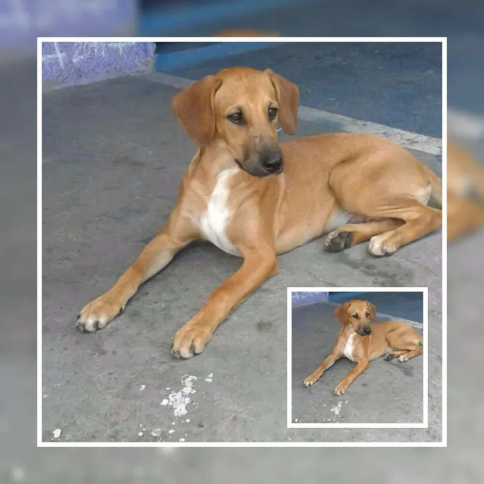Cachorro ra a SRD idade 2 a 6 meses nome Bob