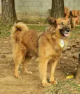ZINGO, Lindo!