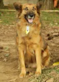 ZINGO, Lindo!