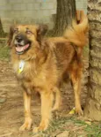 ZINGO, Lindo!