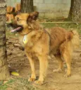 ZINGO, Lindo!