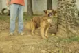 ZINGO, Lindo!