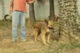 ZINGO, Lindo!