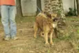 ZINGO, Lindo!