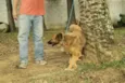 ZINGO, Lindo!