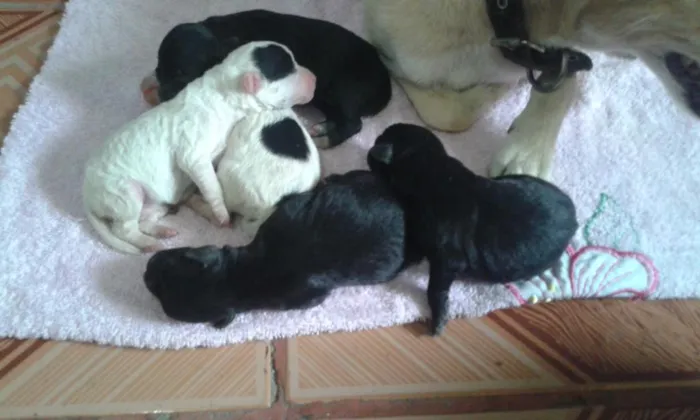 Cachorro raça vira-lata idade Abaixo de 2 meses nome Sem Nome