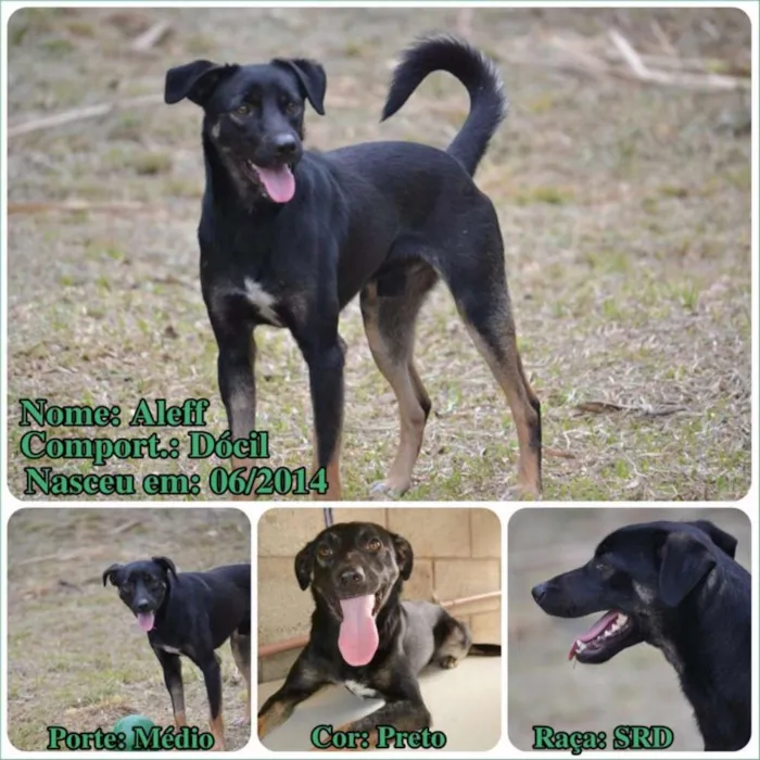 Cachorro ra a SRD idade 2 anos nome ALEFF,Paixão!