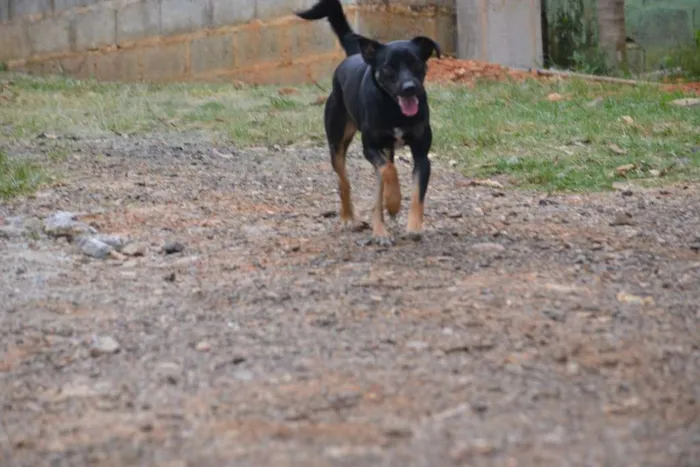 Cachorro ra a SRD idade 2 anos nome ALEFF,Paixão!