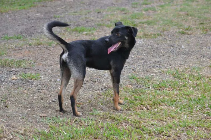 Cachorro ra a SRD idade 2 anos nome ALEFF,Paixão!