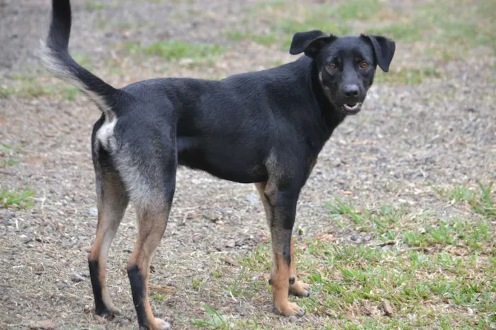 Cachorro ra a SRD idade 2 anos nome ALEFF,Paixão!