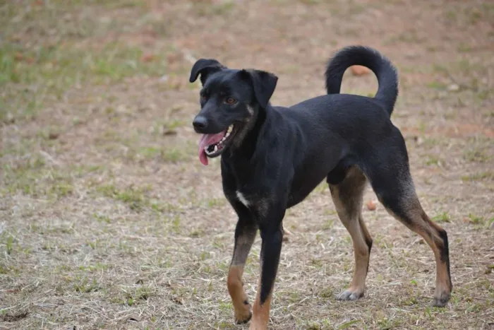 Cachorro ra a SRD idade 2 anos nome ALEFF,Paixão!