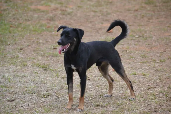 Cachorro ra a SRD idade 2 anos nome ALEFF,Paixão!