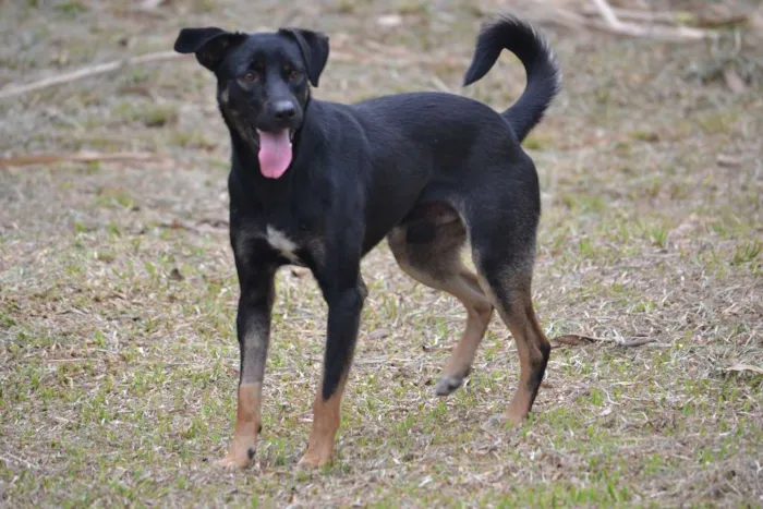 Cachorro ra a SRD idade 2 anos nome ALEFF,Paixão!
