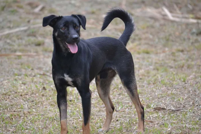 Cachorro ra a SRD idade 2 anos nome ALEFF,Paixão!