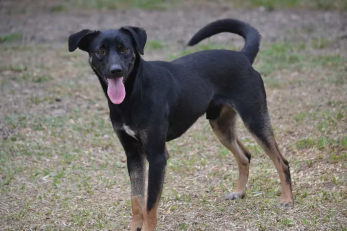 Cachorro ra a SRD idade 2 anos nome ALEFF,Paixão!