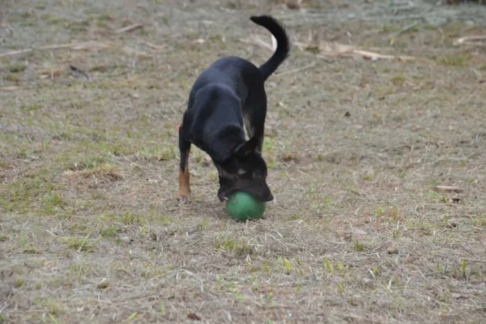 Cachorro ra a SRD idade 2 anos nome ALEFF,Paixão!