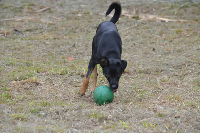 Cachorro ra a SRD idade 2 anos nome ALEFF,Paixão!