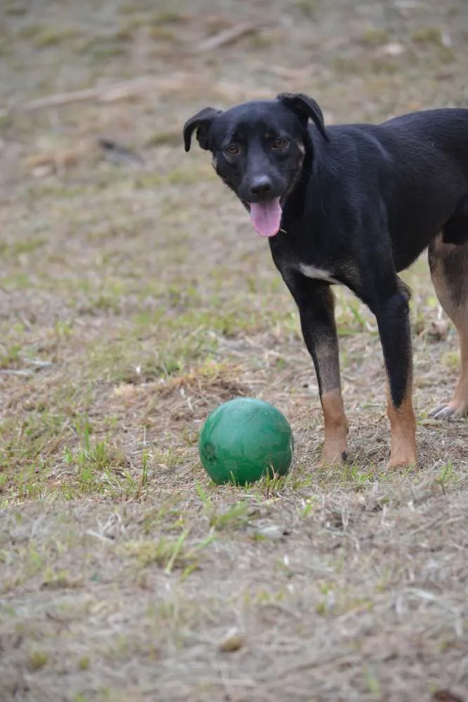 Cachorro ra a SRD idade 2 anos nome ALEFF,Paixão!