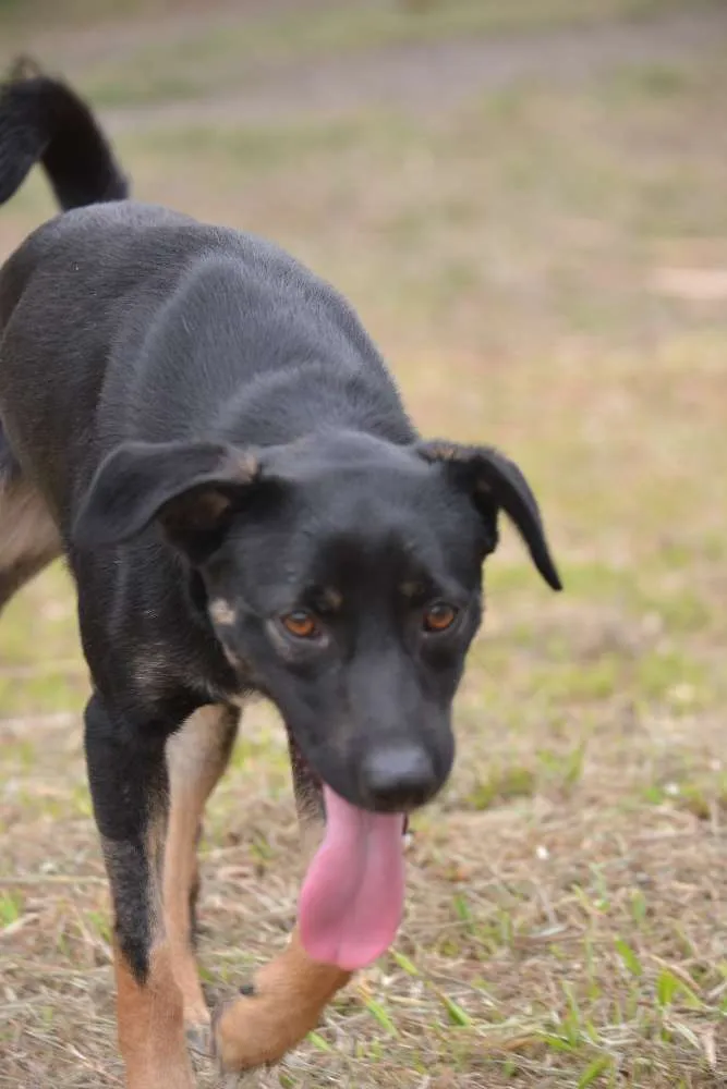 Cachorro ra a SRD idade 2 anos nome ALEFF,Paixão!