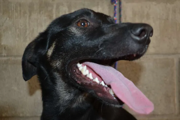 Cachorro ra a SRD idade 2 anos nome ALEFF,Paixão!