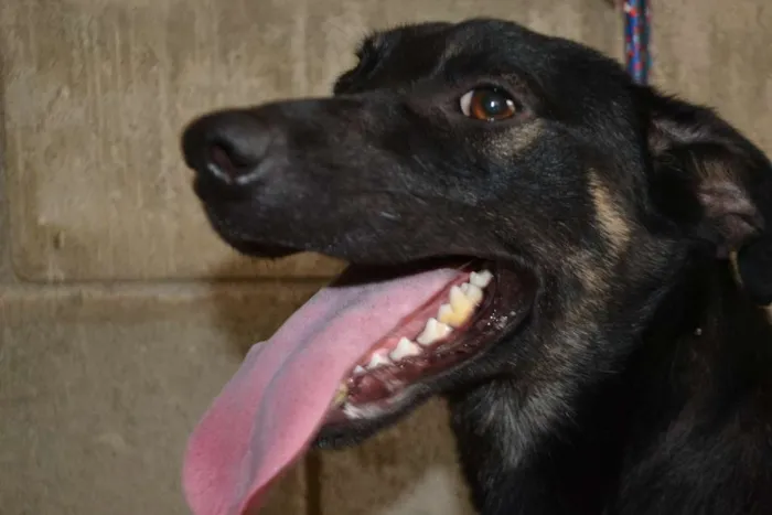 Cachorro ra a SRD idade 2 anos nome ALEFF,Paixão!