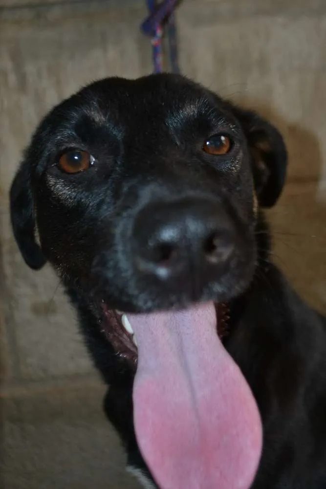 Cachorro ra a SRD idade 2 anos nome ALEFF,Paixão!