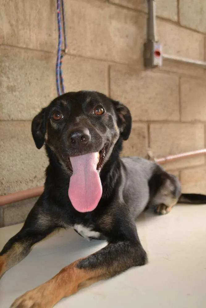 Cachorro ra a SRD idade 2 anos nome ALEFF,Paixão!