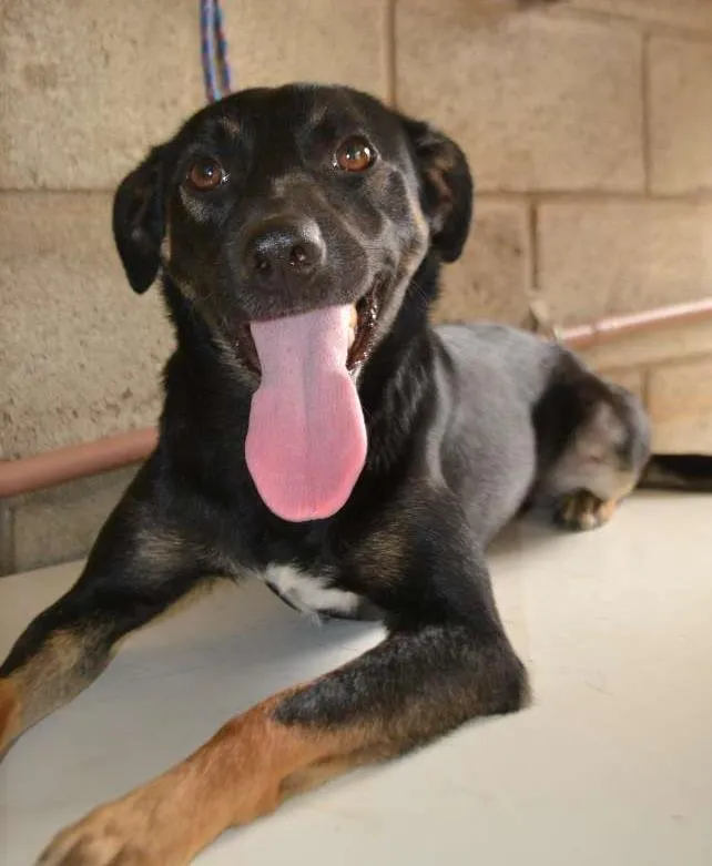 Cachorro ra a SRD idade 2 anos nome ALEFF,Paixão!