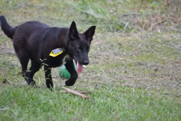 Cachorro ra a SRD idade 2 anos nome ALÊ, Fofura!