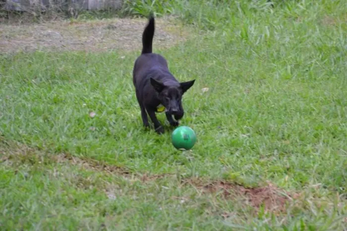 Cachorro ra a SRD idade 2 anos nome ALÊ, Fofura!
