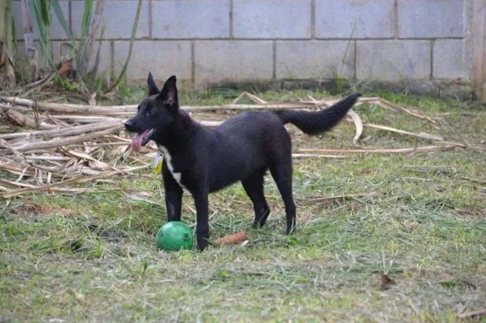 Cachorro ra a SRD idade 2 anos nome ALÊ, Fofura!