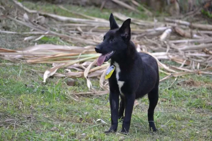 Cachorro ra a SRD idade 2 anos nome ALÊ, Fofura!