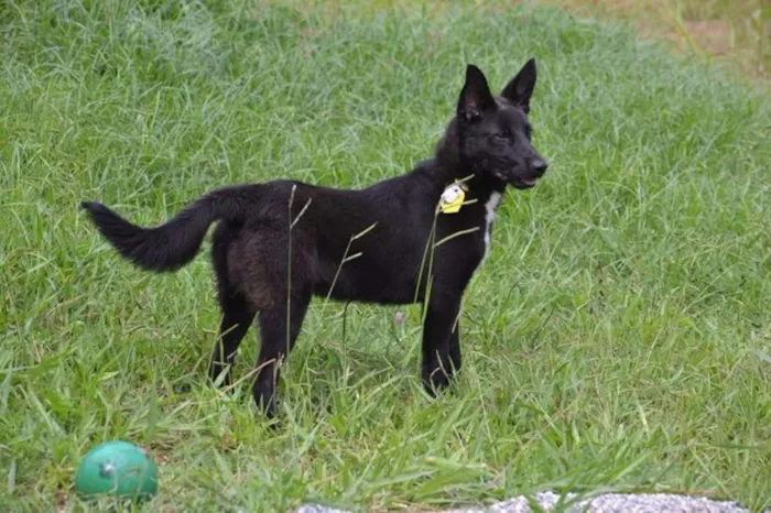 Cachorro ra a SRD idade 2 anos nome ALÊ, Fofura!
