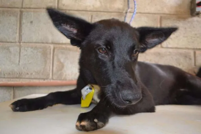 Cachorro ra a SRD idade 2 anos nome ALÊ, Fofura!