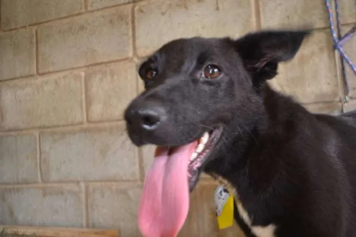 Cachorro ra a SRD idade 2 anos nome ALÊ, Fofura!